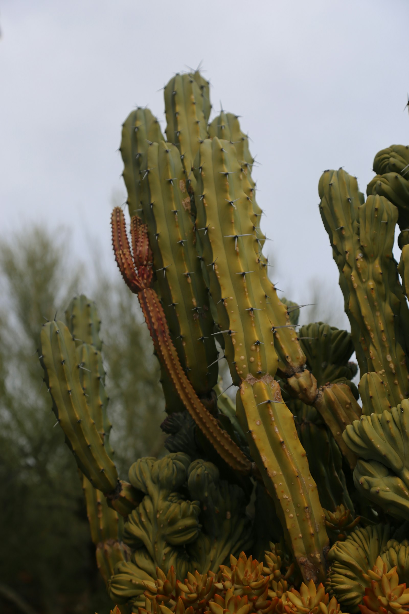 Desert yard with cacti under an open sky